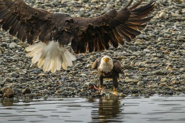 AK, Chilkat Bald eagle fight for fish